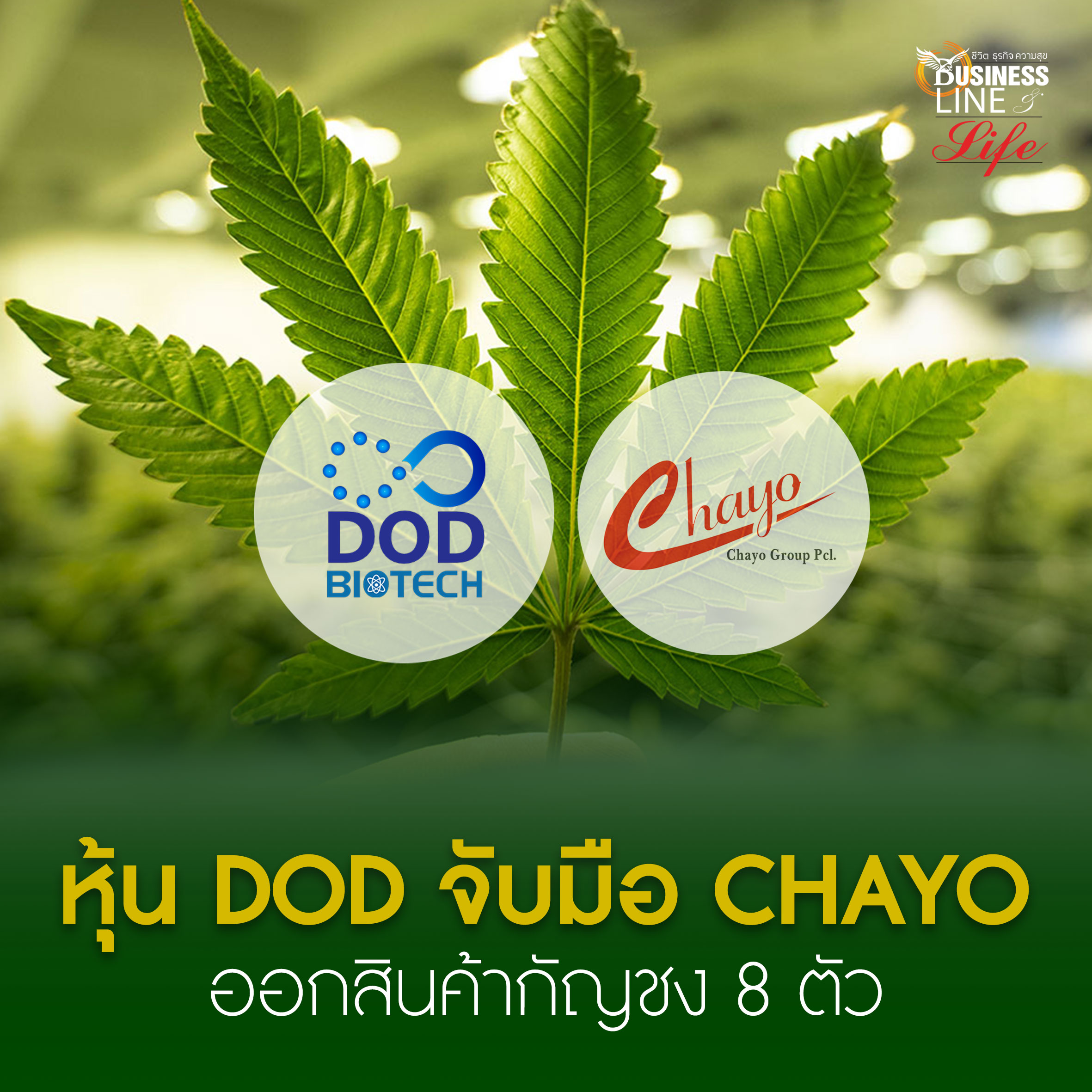 DOD  เนื้อหอม จับมือพันธมิตร Chayo