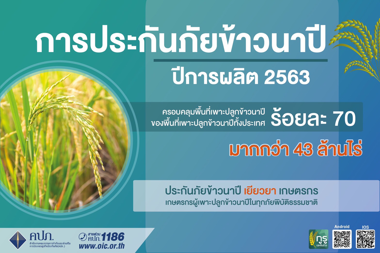 การประกันภัยข้าวนาปี ปีการผลิต 2563